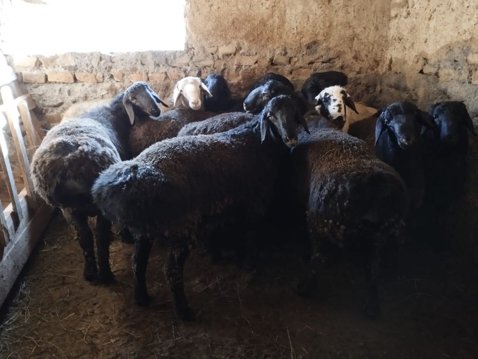 Қошқар бар семіз