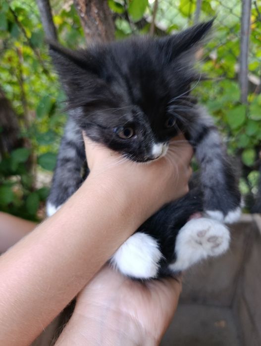 Котята  хорошие ,игривые .