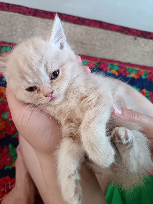 Scottish fold va strayt mushukchala