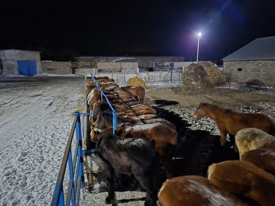 Продам жеребят полутяжи