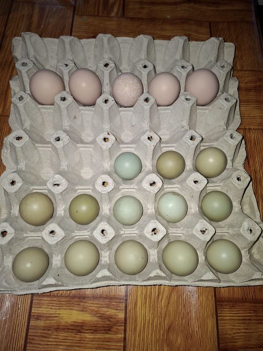 Vand oua fazan argintiu si comun