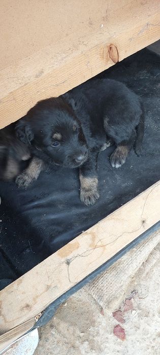 Отдам щенят в добрые руки