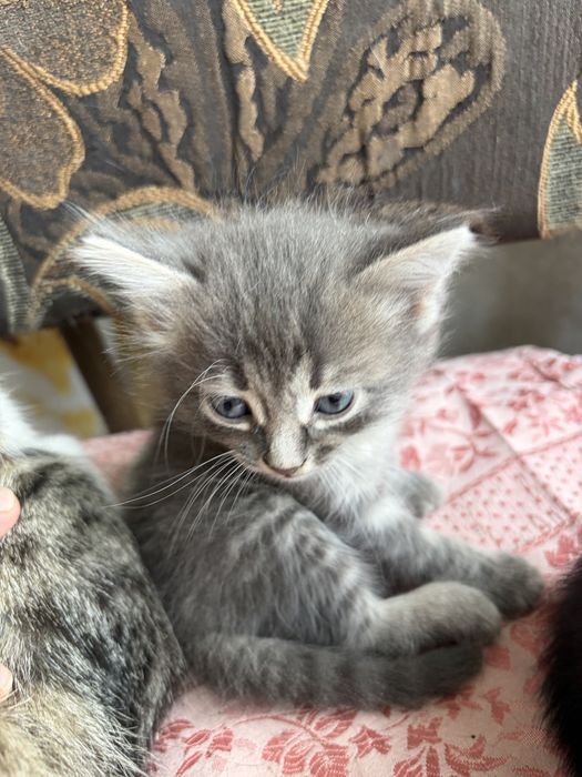 Отдам в хорошие руки котят