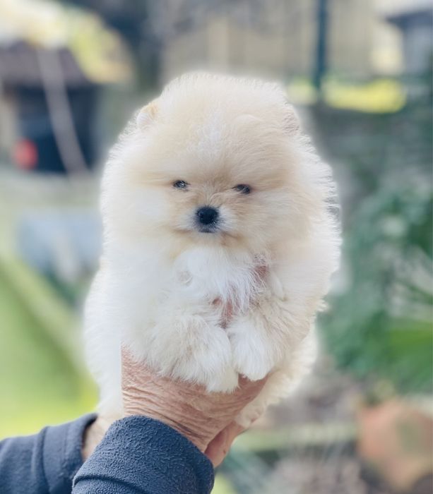 Померан мини