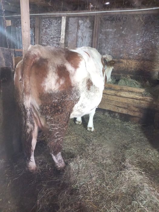 Vacă gestantă  bună de tinut