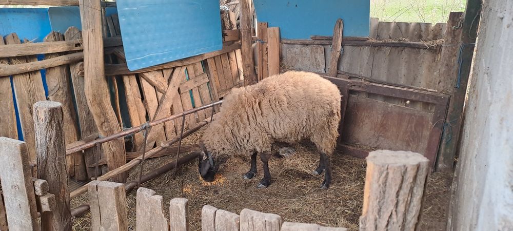 Vînd Berbec de rasa