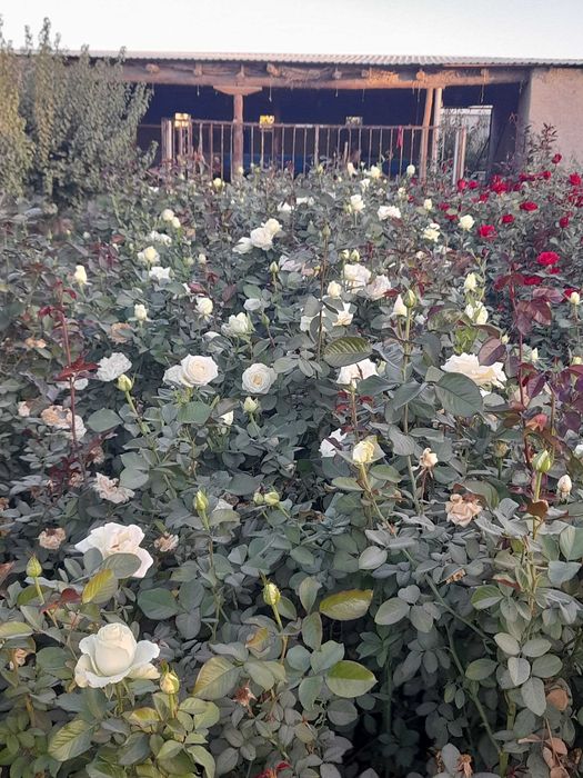 Zaldori shaftoli atirgul nihollari sotiladi