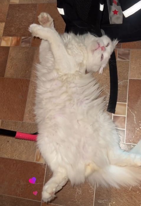 Вязка. Турецкая ангора. Вислоухий.