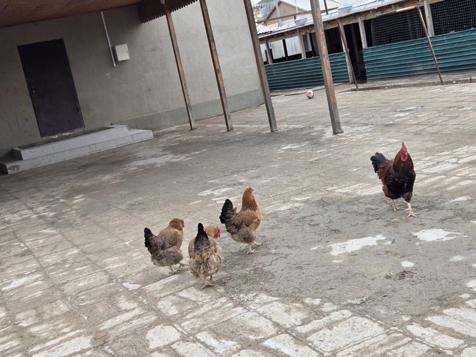 Тауыктар сатылады