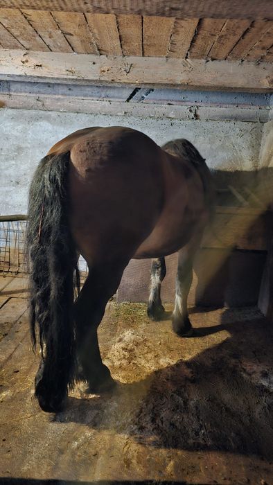 Vând cal vârstă 3 ani