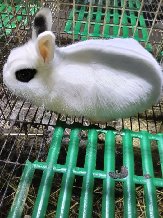 IEPURASI  Pitici De Vânzare