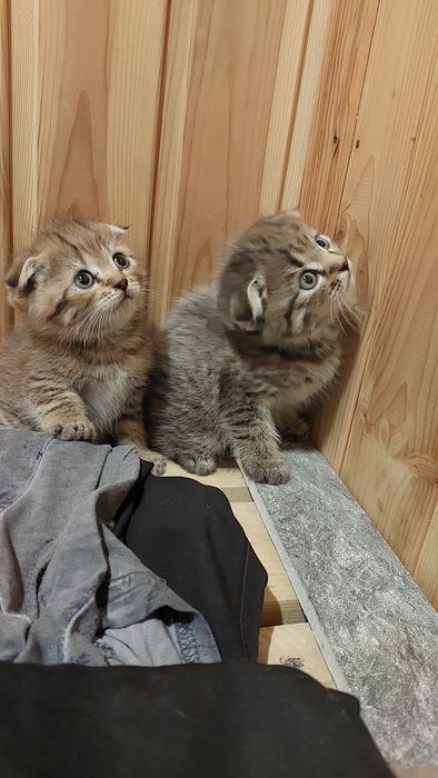 Продаются катята породистые