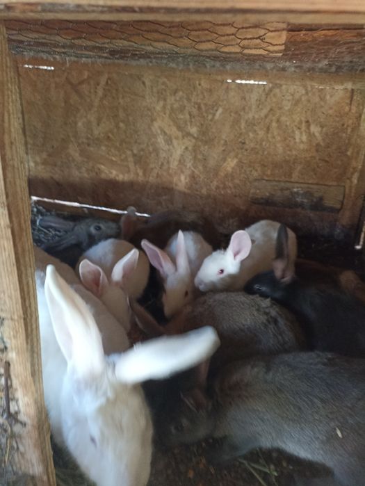 Vând iepuri hycole francez