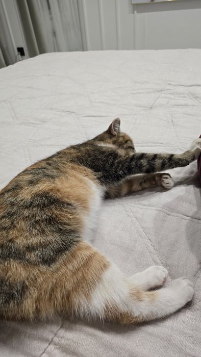 Отдам  кошку в хорошие руки