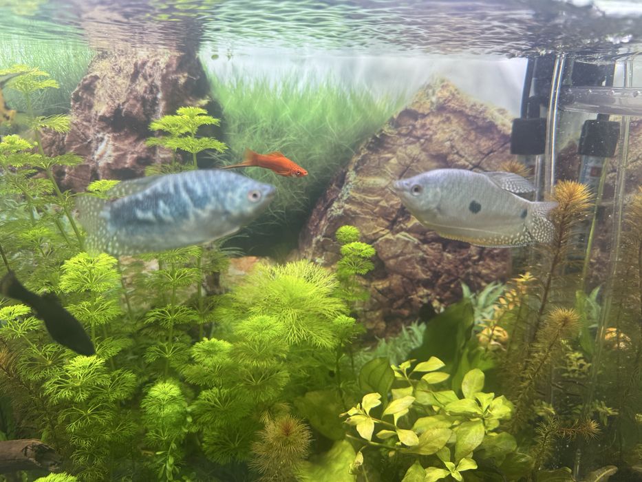 Мраморный гурами крупные пара