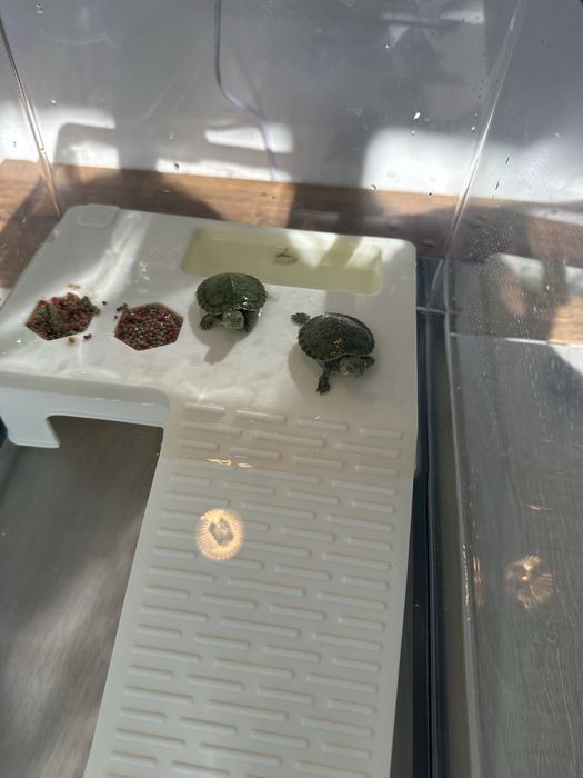 Продам черепашек вместе с аквариумом