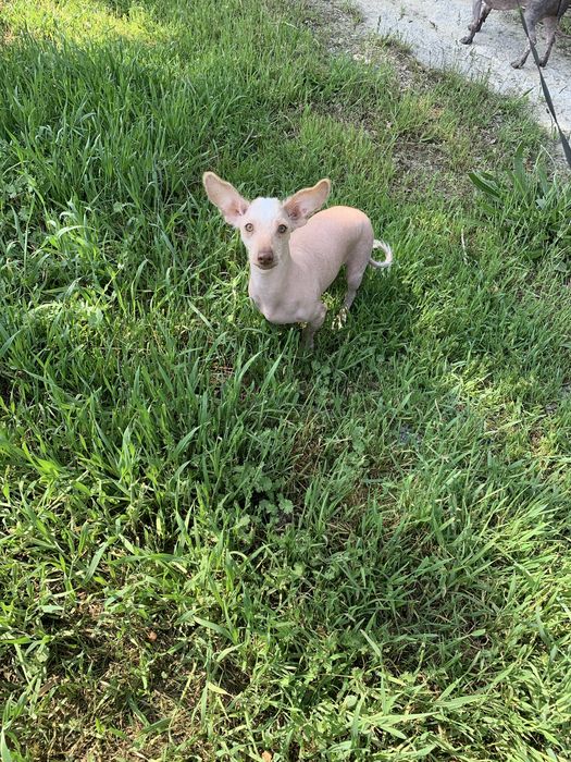 Продается не дорого собачка