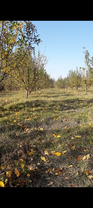 Продаётся дом, яблоневый сад, фазенда!!