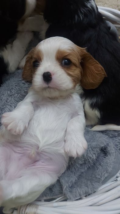 Кавалер Кинг Чарльз Спаниель