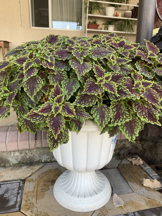 Шикарные цветы для дома и сада