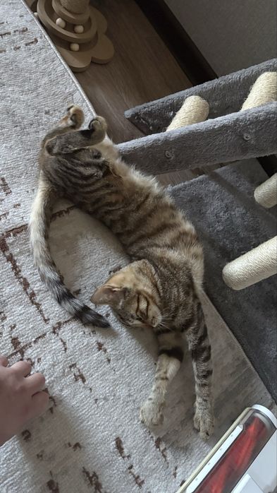 Отдам кошку в хорошие руки