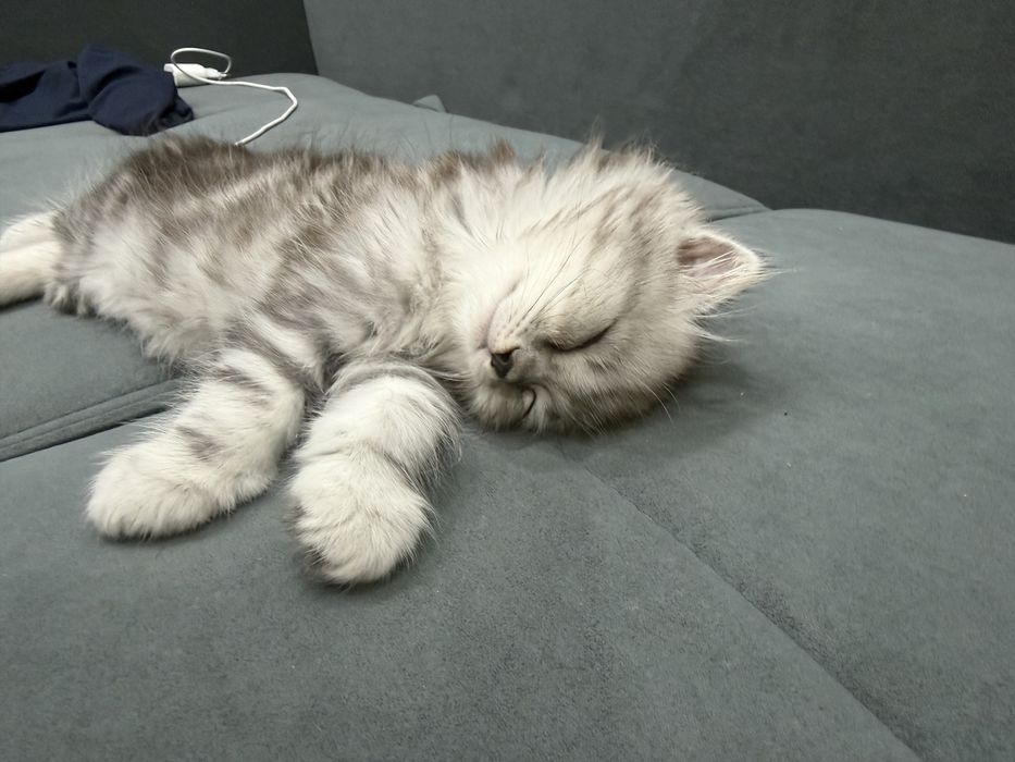 Коткенок мальчик