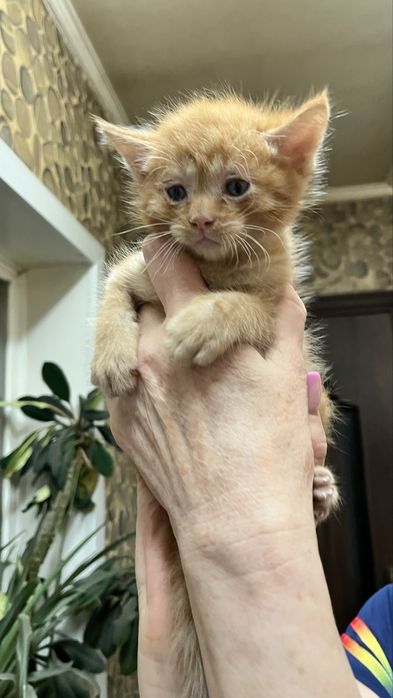 Котята от мамы крысалова