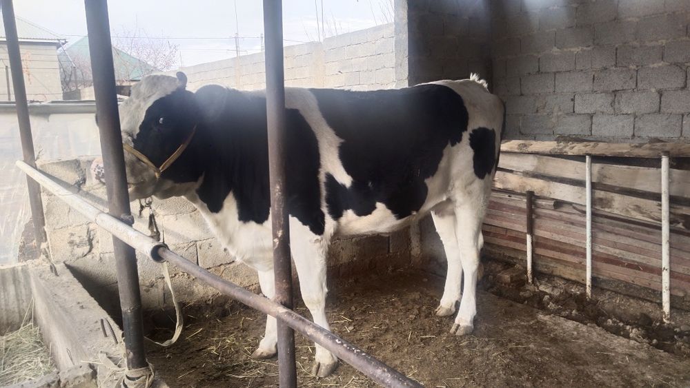 Парода Галштейн Сиыр сатлады