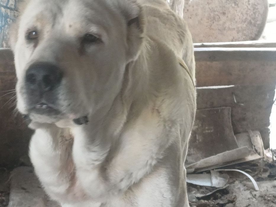 Alabae zotli it srochno sotiladi