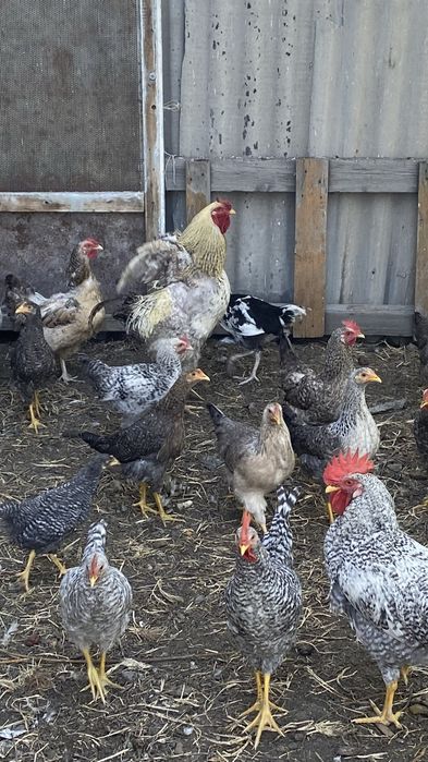 Продам большой петух