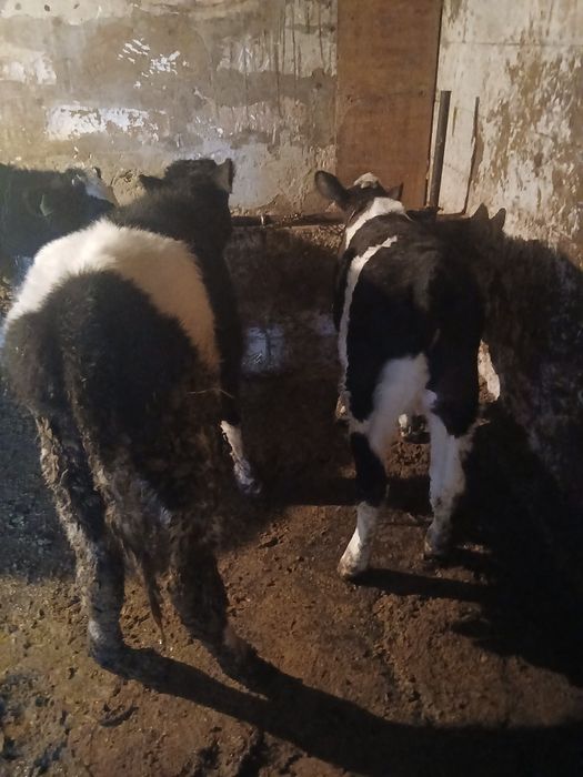 Vind doua vitele de crescut