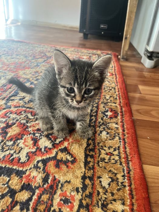 Отдам котят в добрые руки