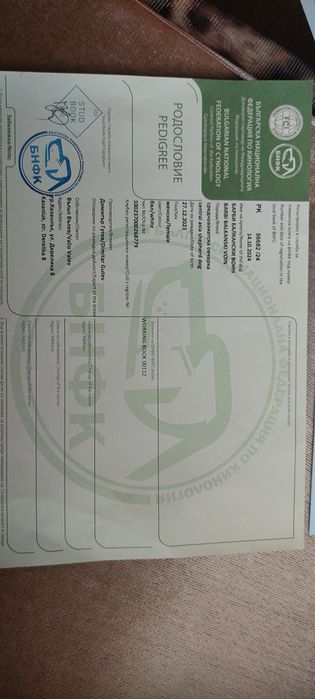 Алабайчета 1 мъжко и 2 женски свободни