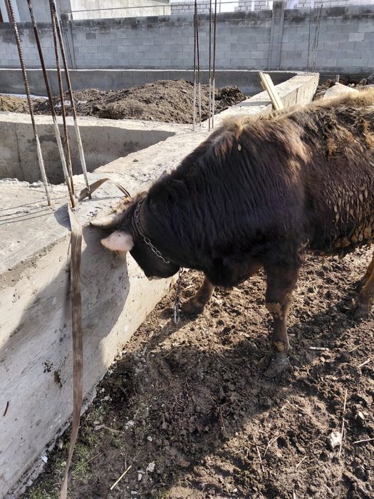 Продам два бычка