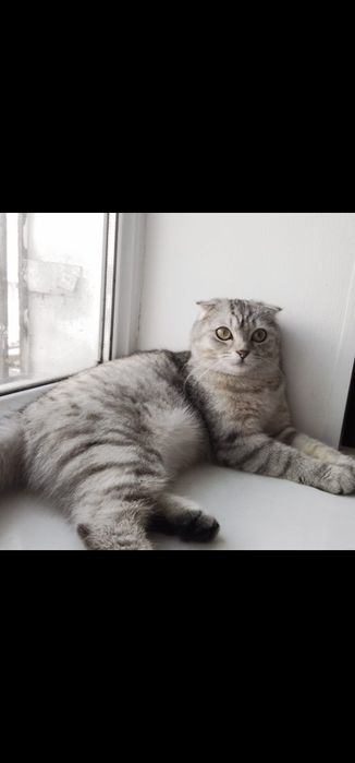 Котята котята котята