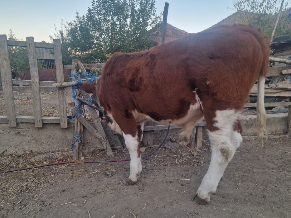 Vițel de casa , crescut natural și sănătos