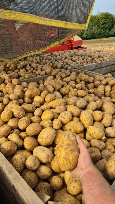 Cartofi de samanta din Clasa A