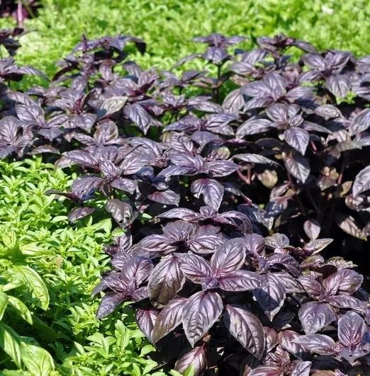 Uruglar. Qora va oq rayxon uruglari sifatli va toza