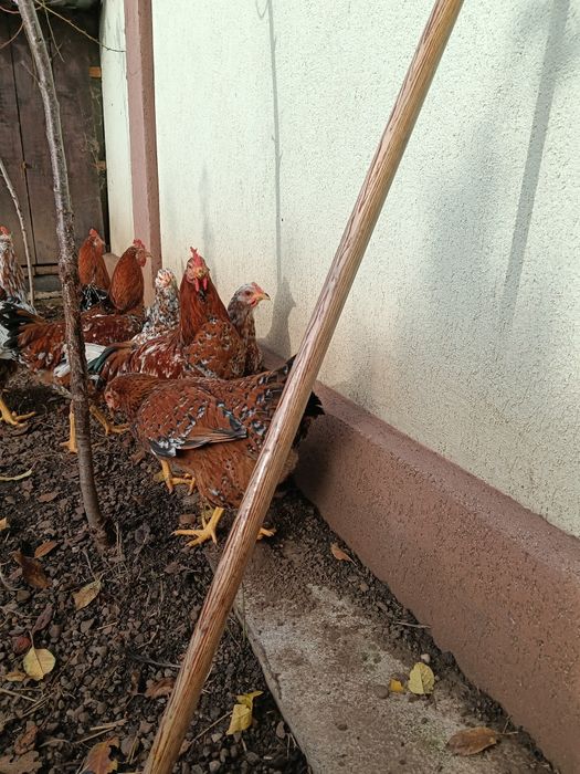 Ouă de pita pinta asturiana portelan