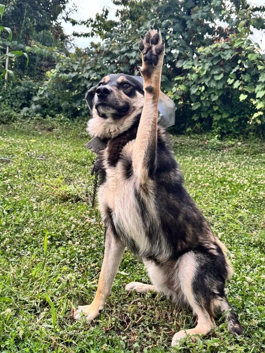 Donez câine are un an jumătate!