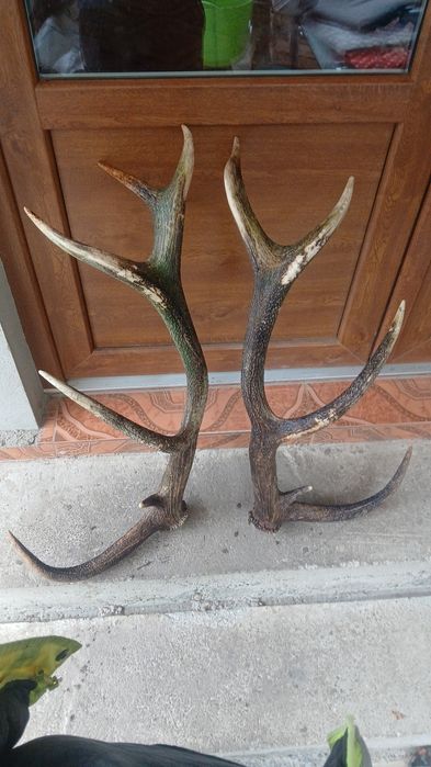Coarne de cerb preț ne