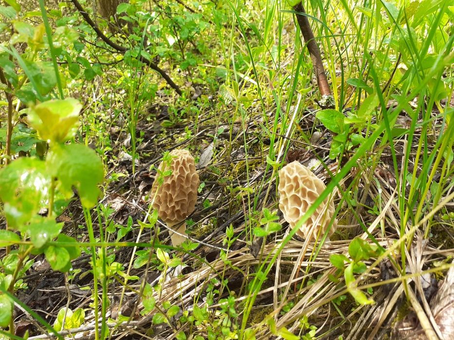 Ciuperci Zbarciogi Morchella Elata, Esculenta