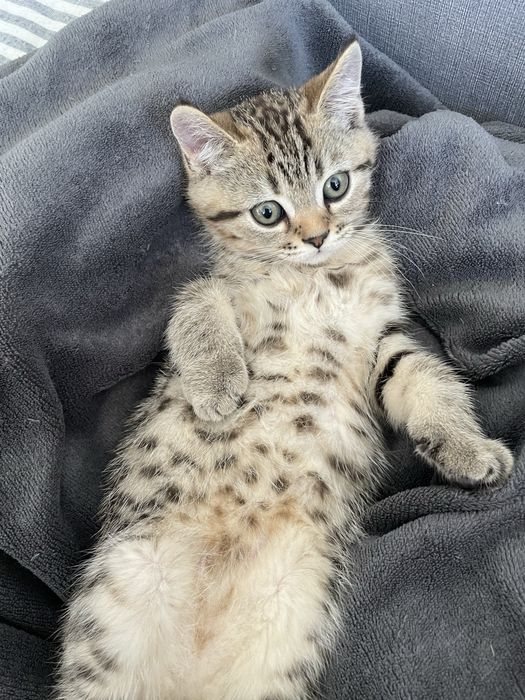 Породисто коте на 2 месеца