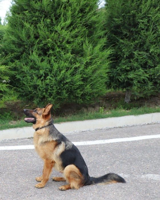 Профессиональная дрессировка собак,