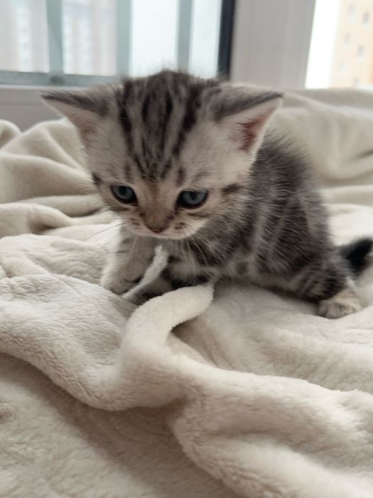 Продаем Милейшего котенка