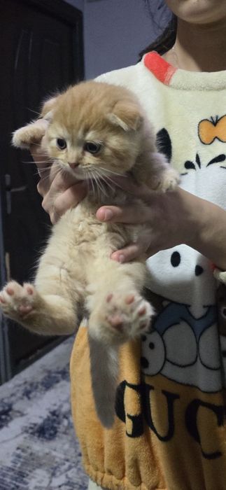 Продаётся золотистая шиншилла