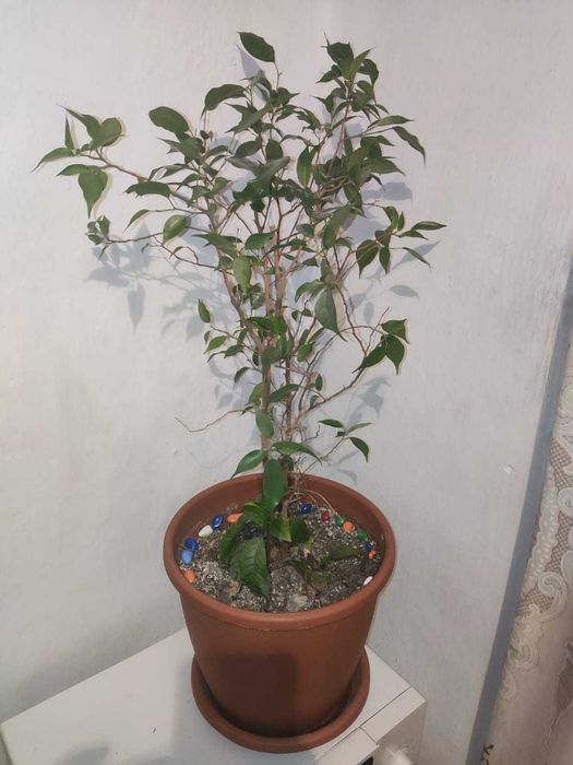 Фикус бенжамина  и другие цветы