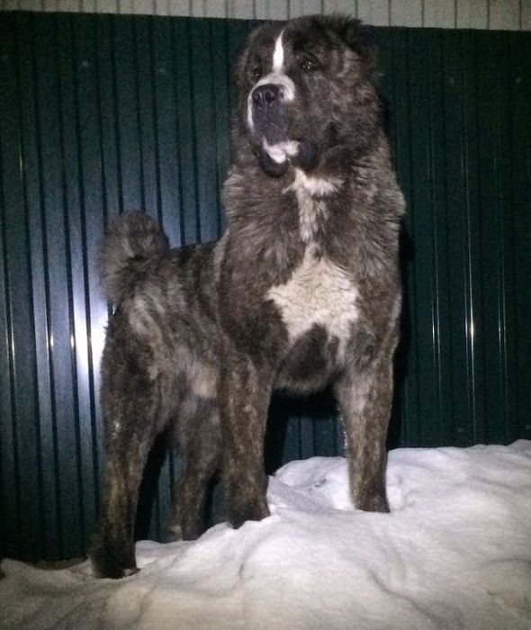 Вязка САО (Алабай)