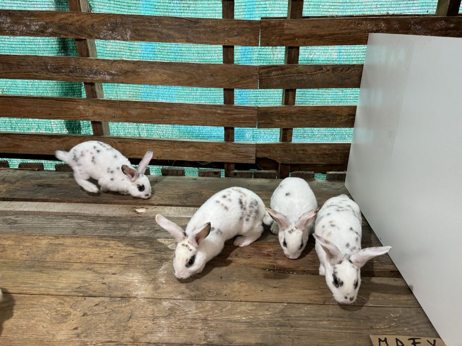 Rex tricolor si dalmatian