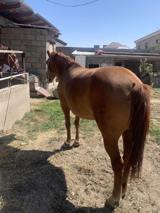 Бие сатылады багасы 650000